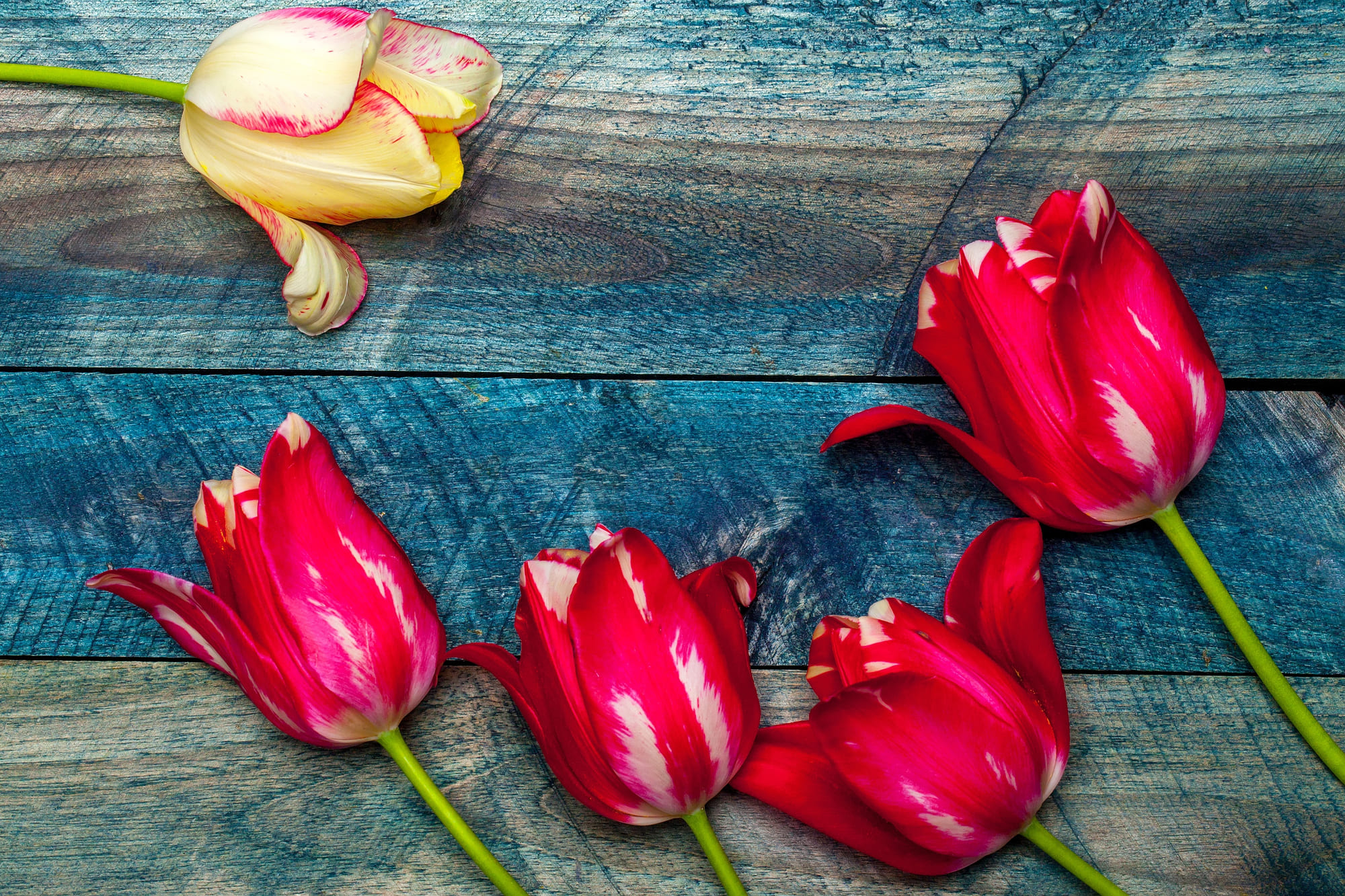 Farebné tulipány ležiace na drevenom podklade